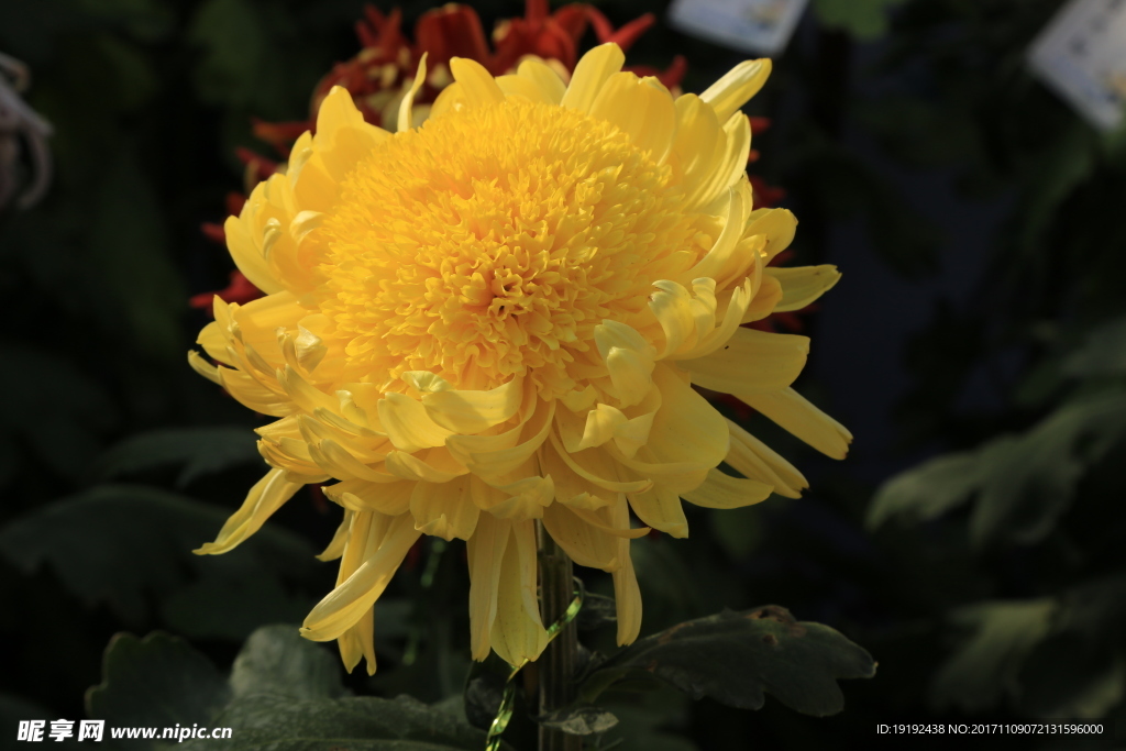 菊花