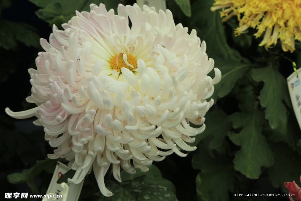 菊花