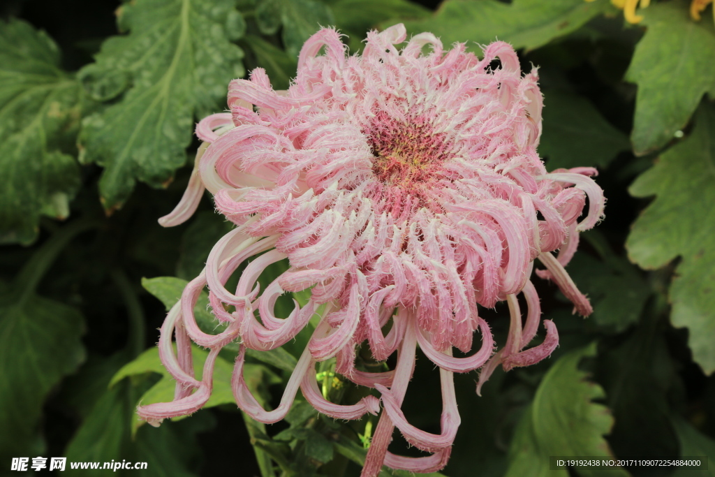 菊花