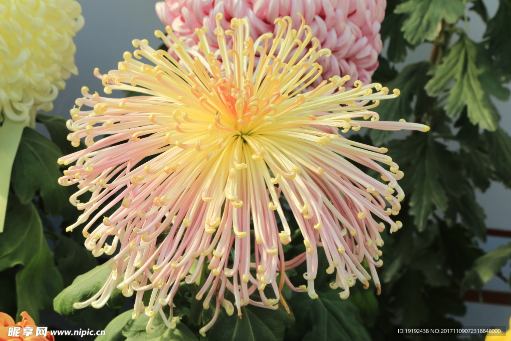 菊花