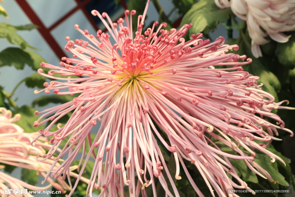 菊花
