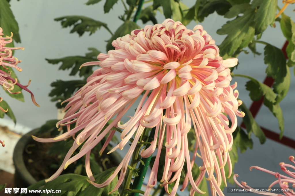 菊花