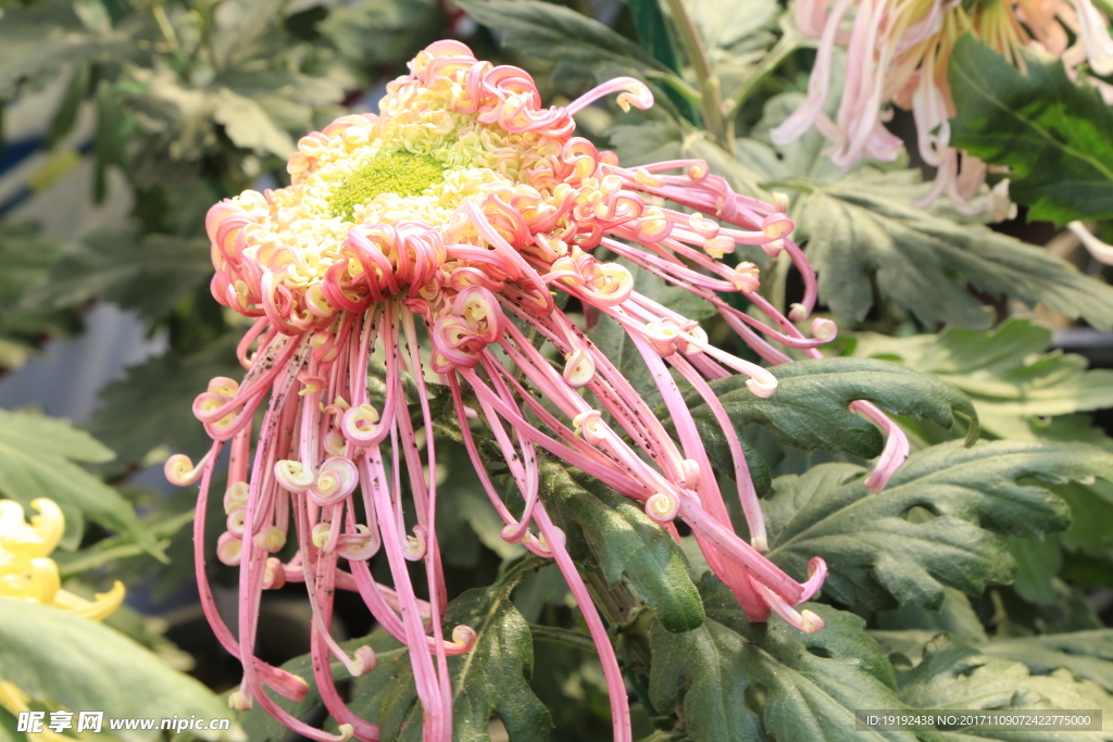 菊花
