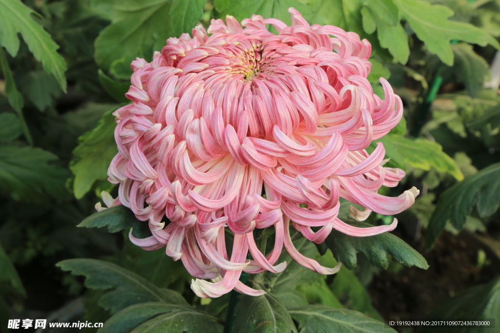 菊花