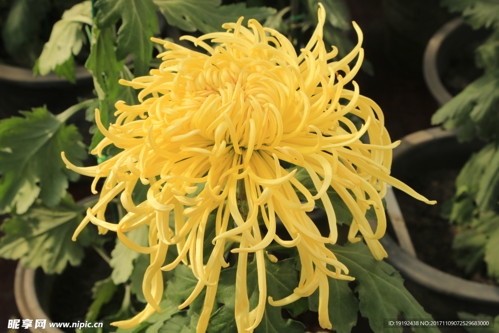 菊花