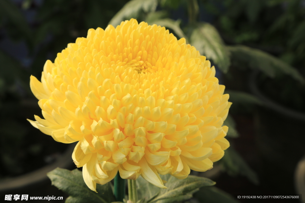 菊花