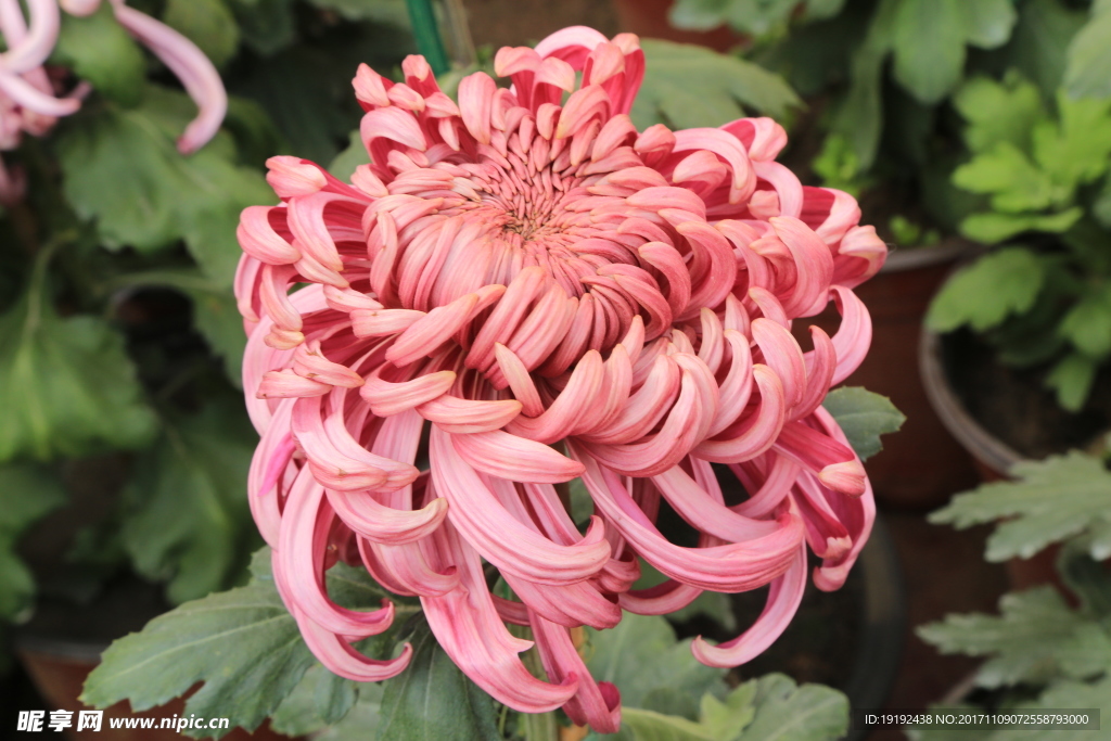 菊花