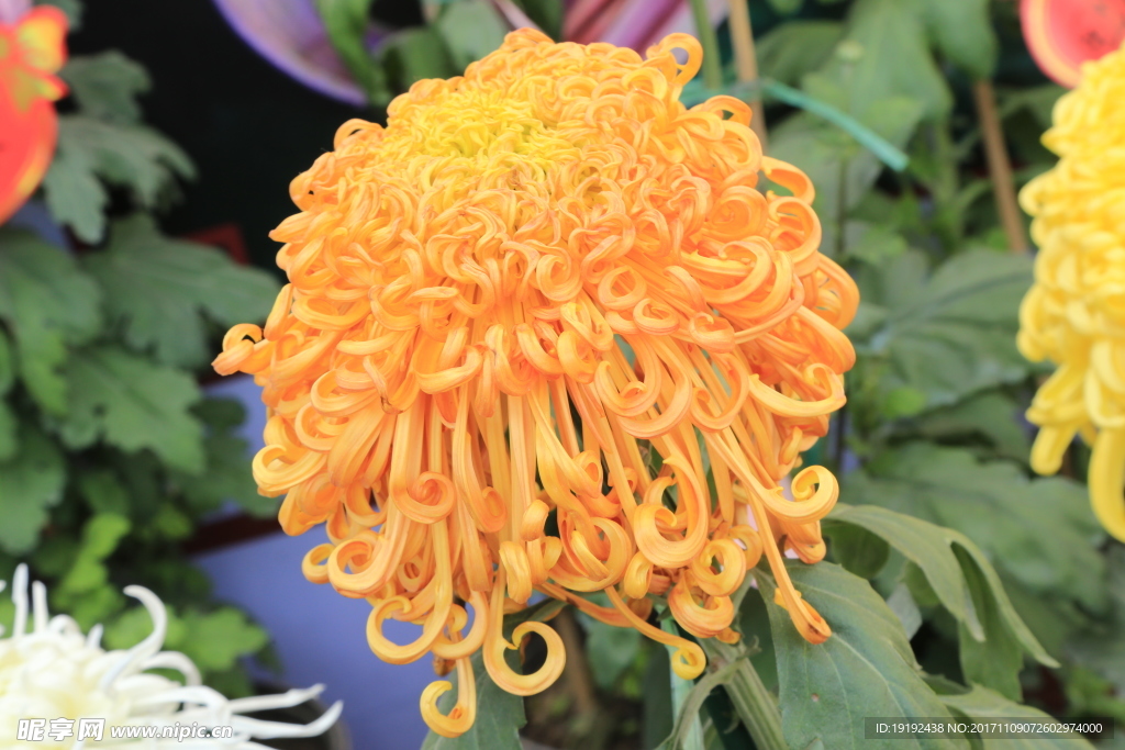 菊花