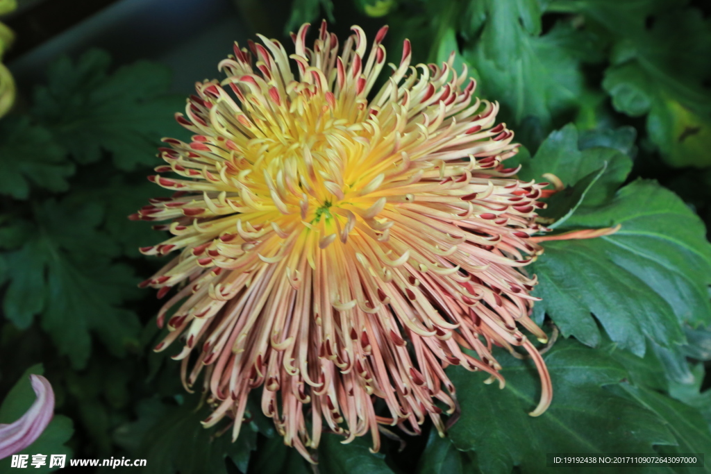 菊花