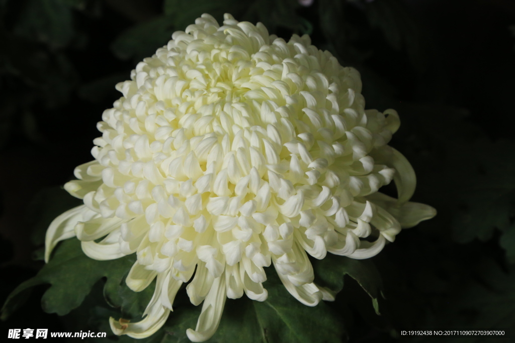 菊花