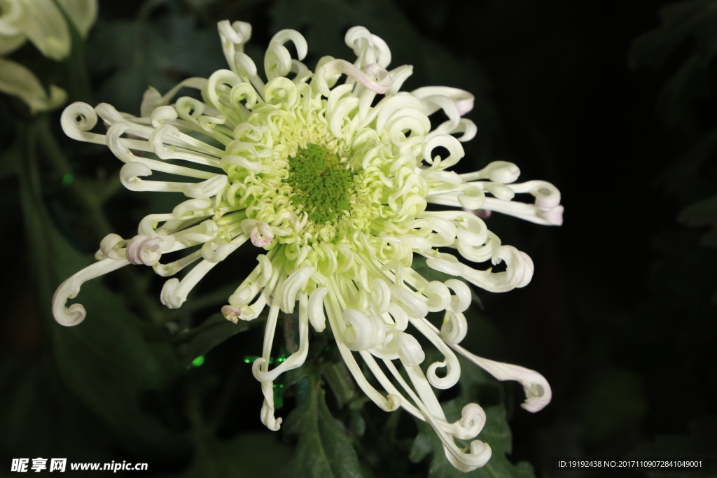 菊花