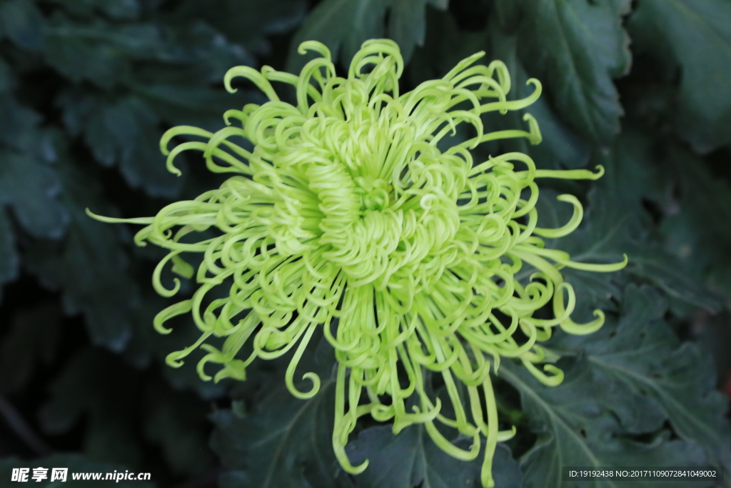 菊花