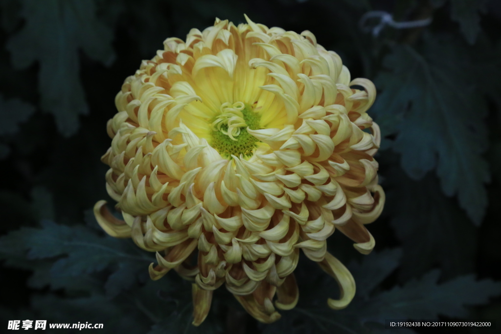 菊花