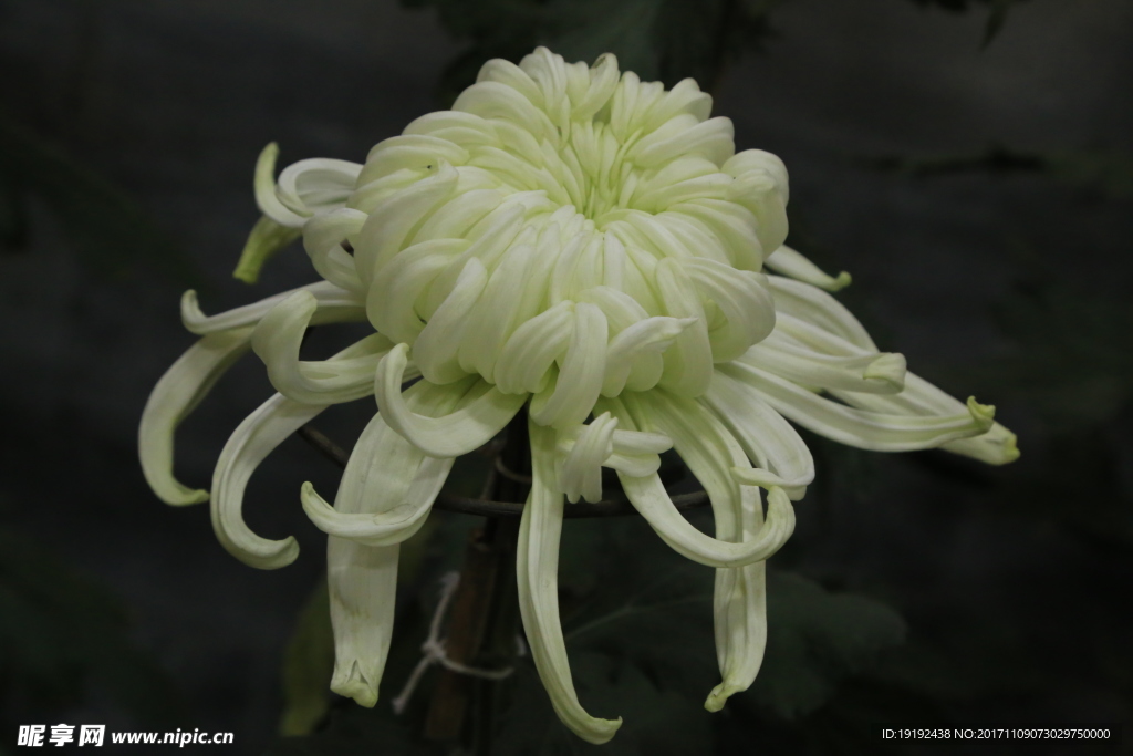 菊花