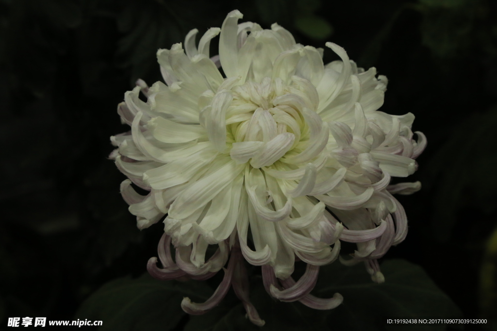 菊花