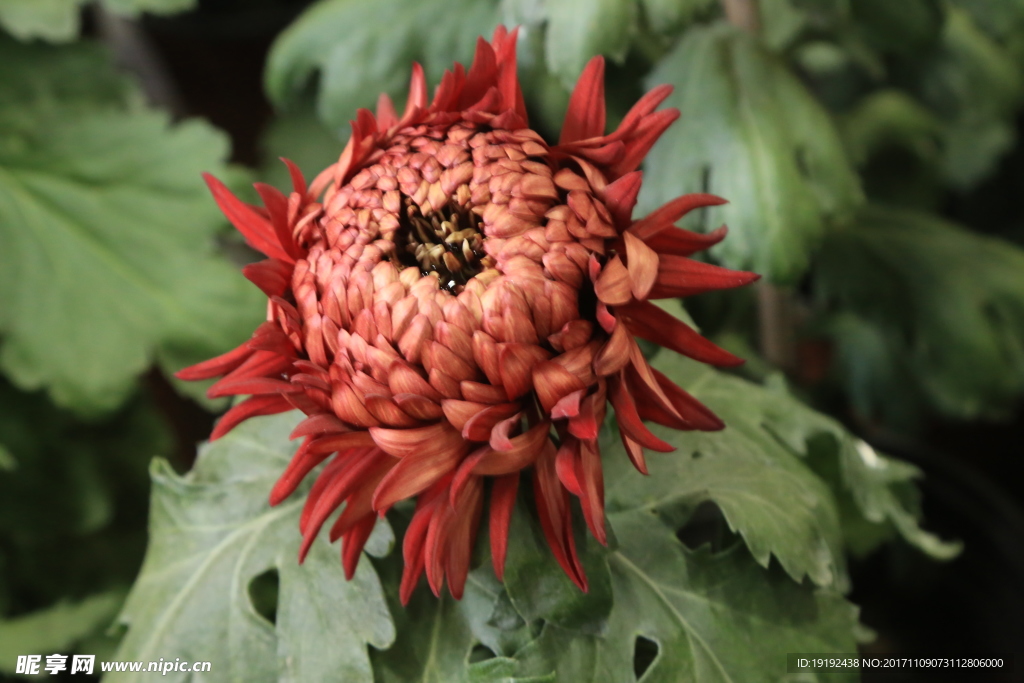 菊花