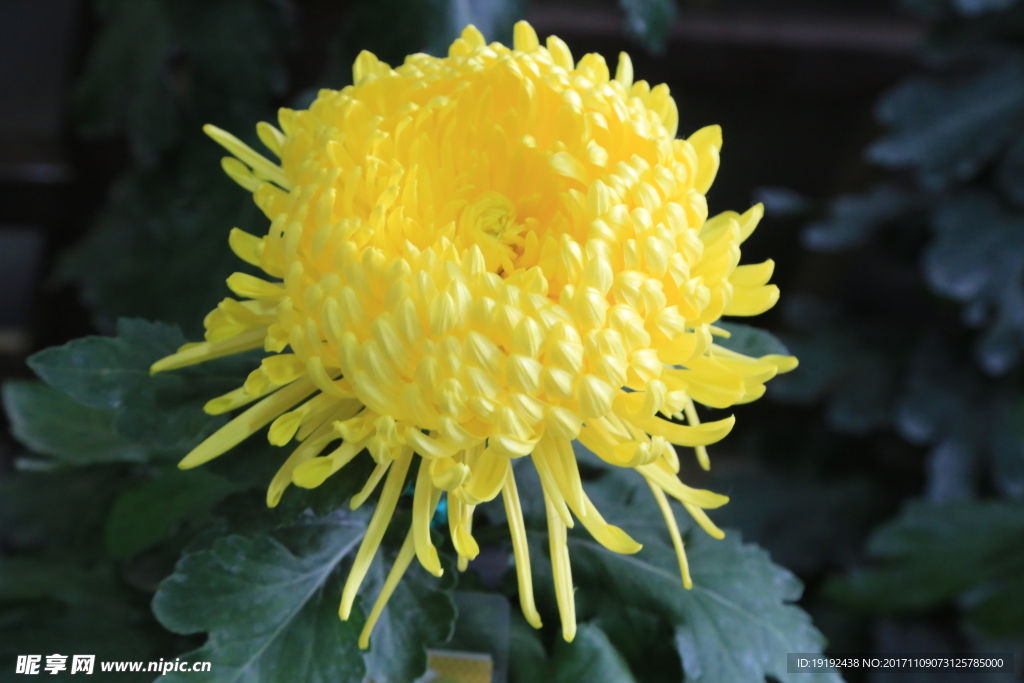 菊花