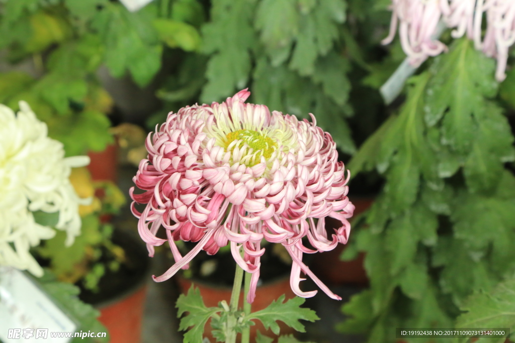 菊花