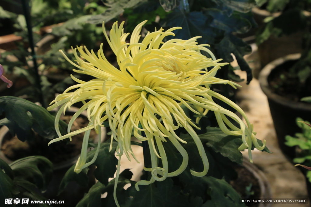 菊花