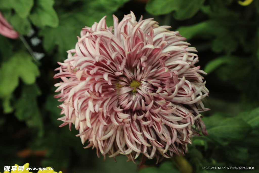 菊花