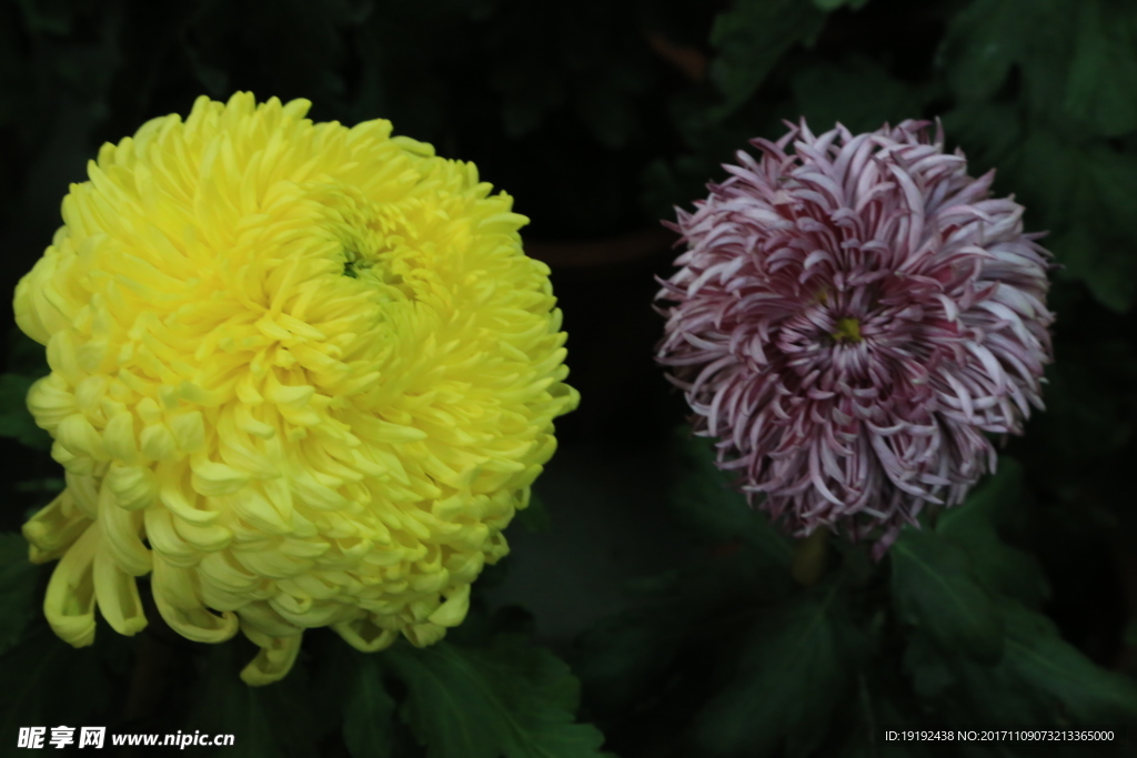 菊花