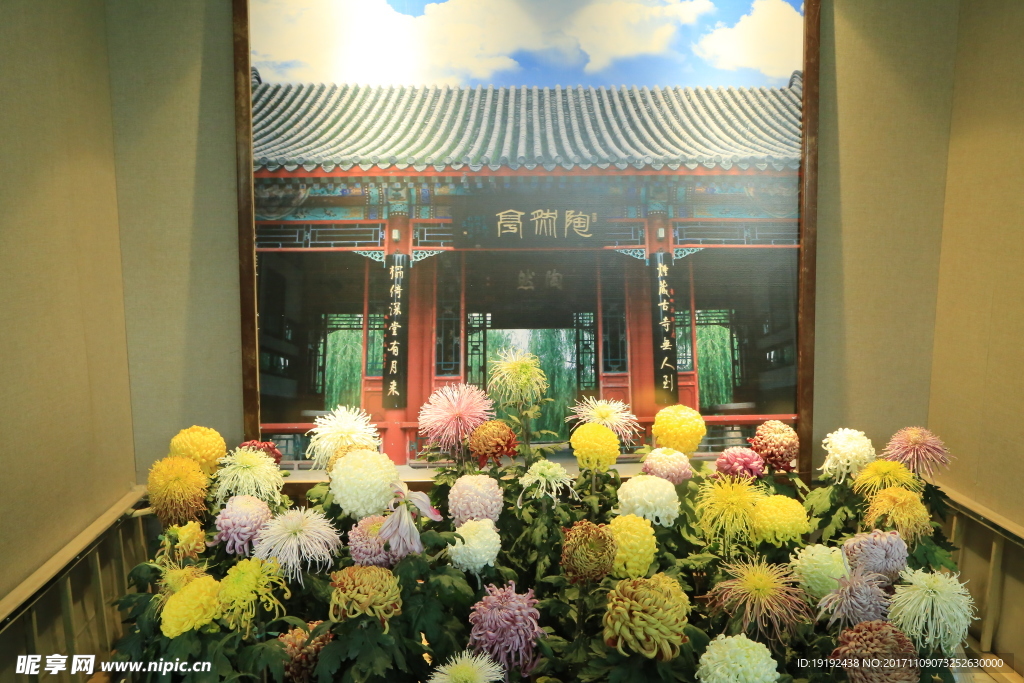 菊花