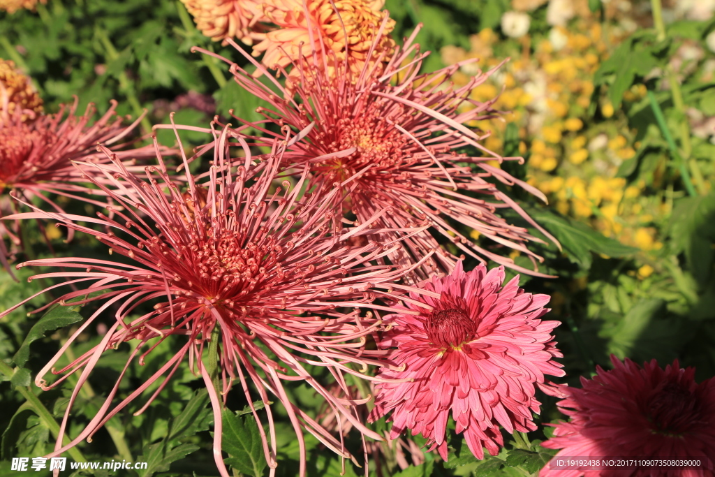 菊花
