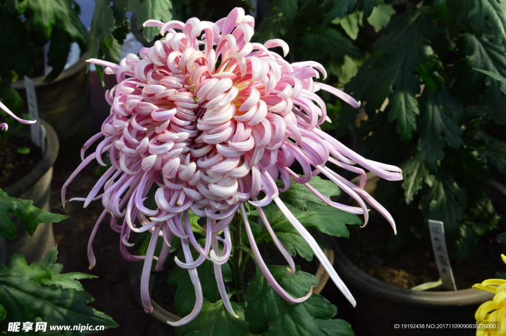 菊花