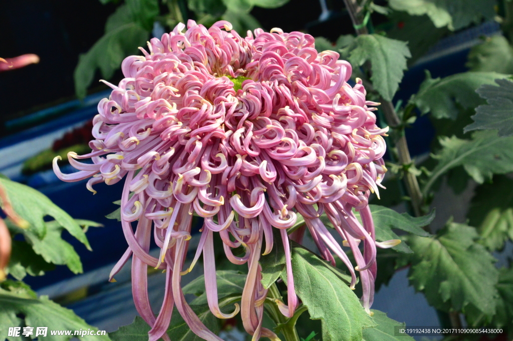 菊花