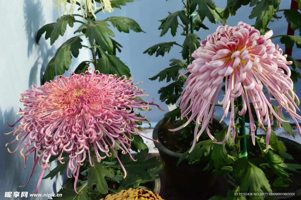 菊花