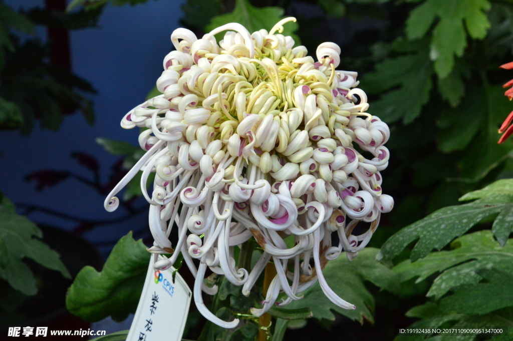 菊花