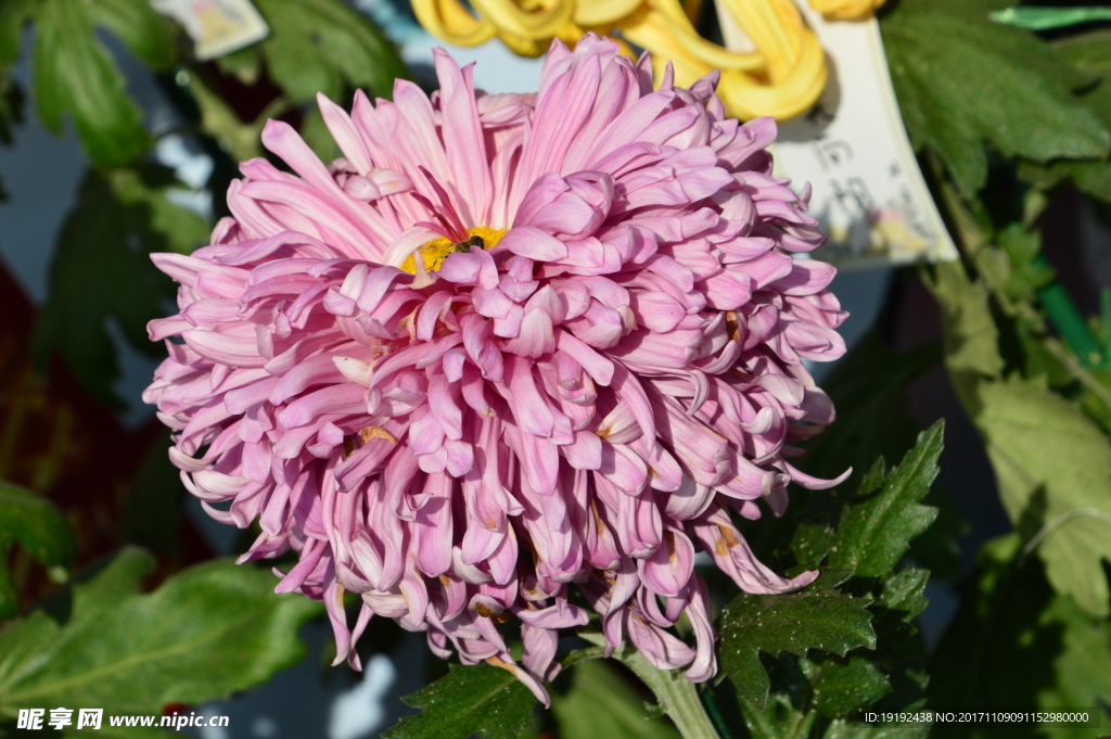 菊花