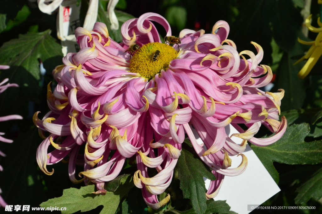 菊花