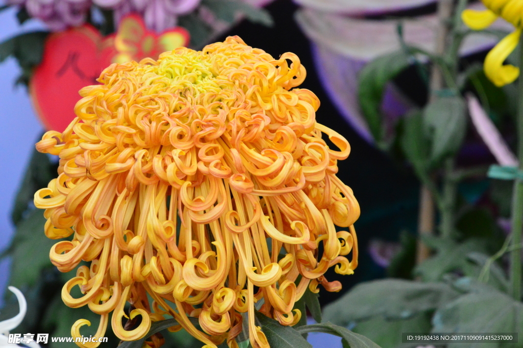 菊花