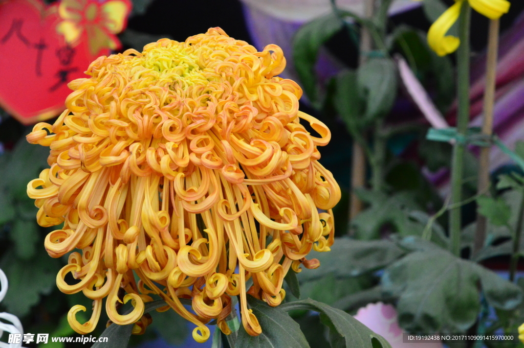 菊花
