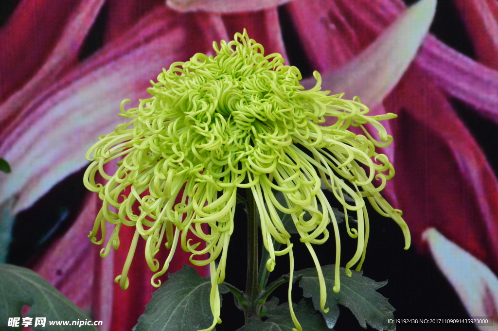 菊花