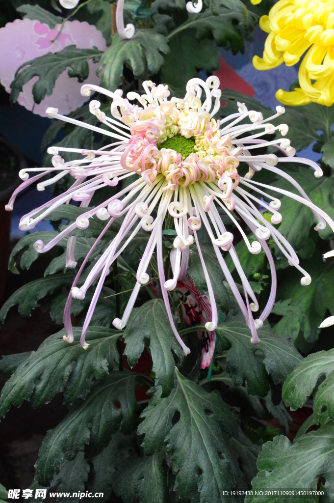 菊花