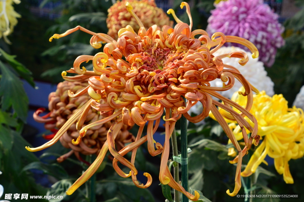 菊花