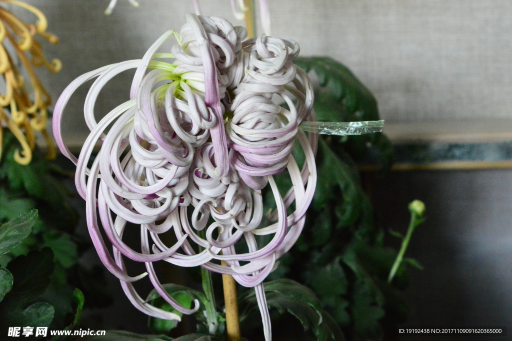 菊花