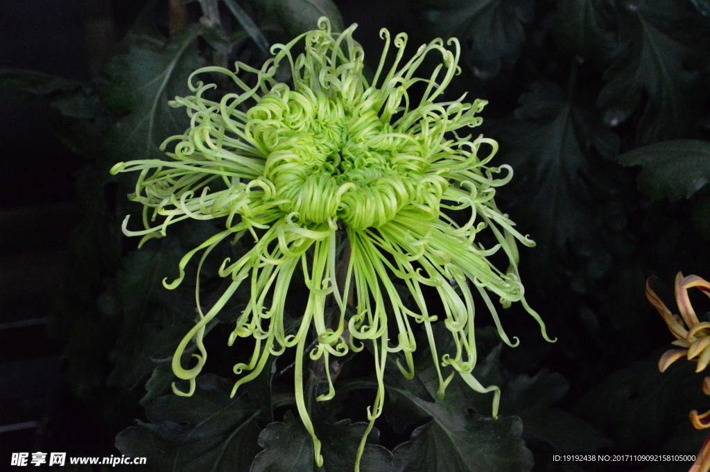 菊花