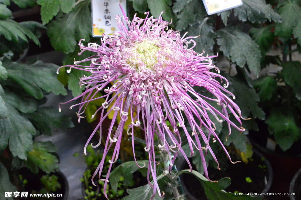 菊花