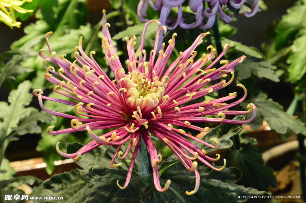 菊花