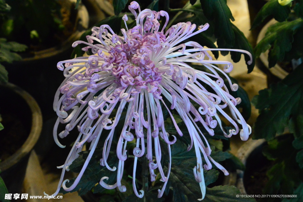 菊花