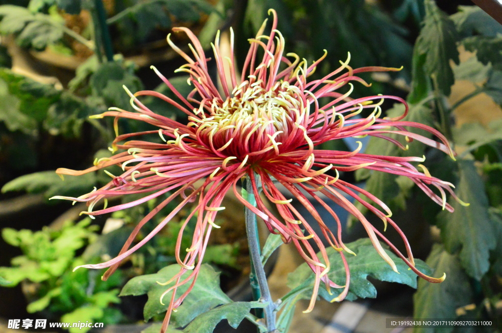 菊花
