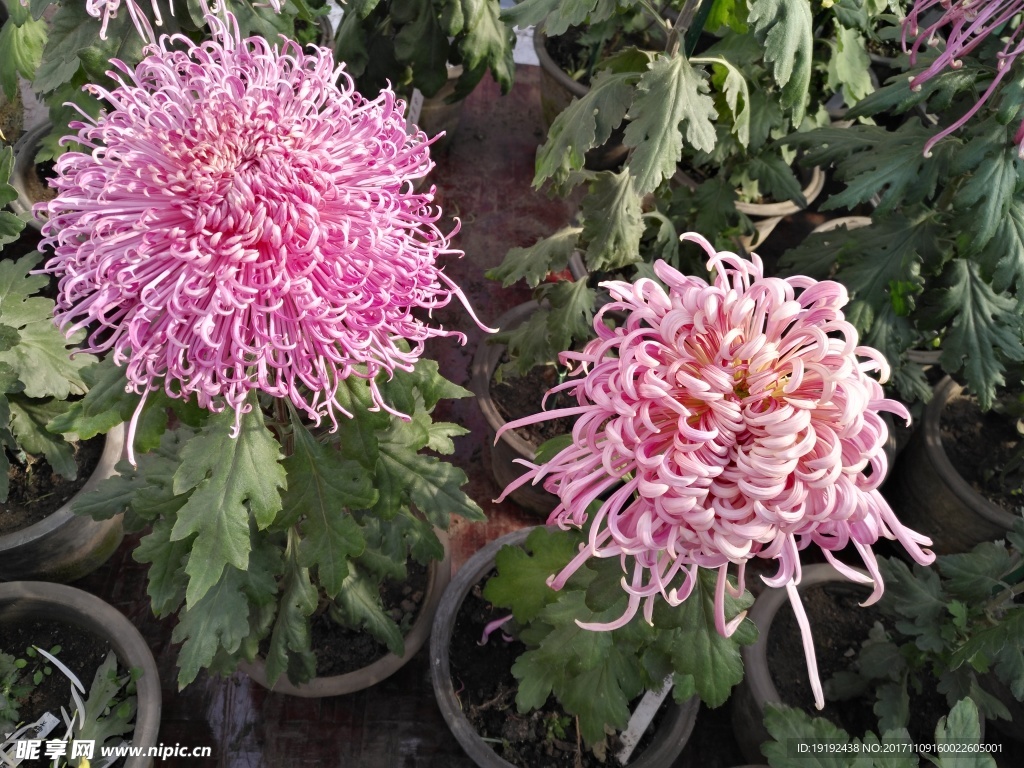 菊花