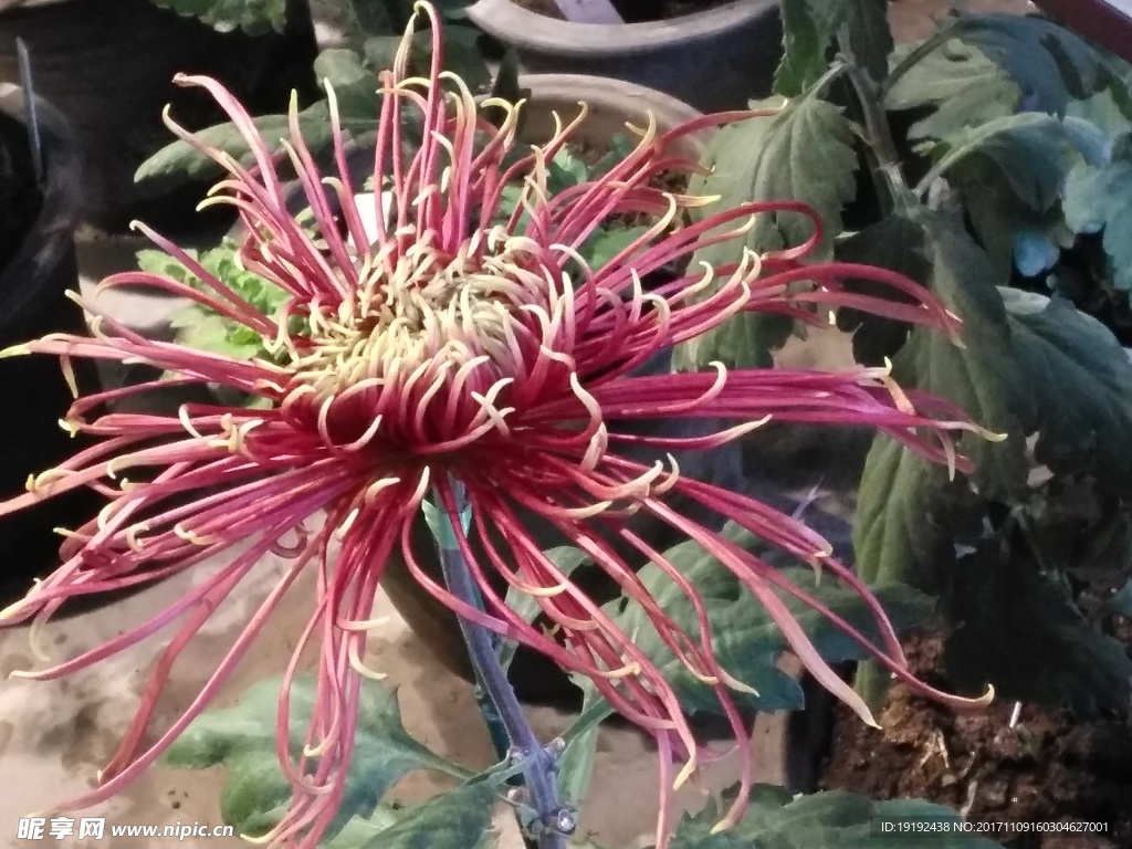 菊花