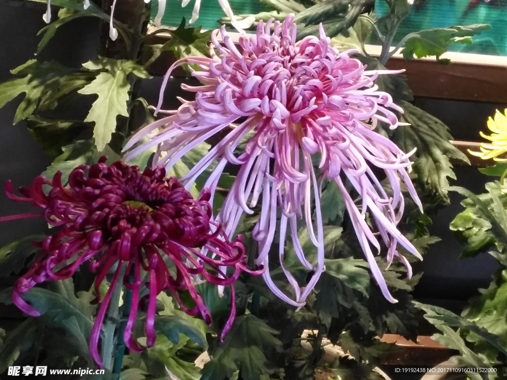 菊花