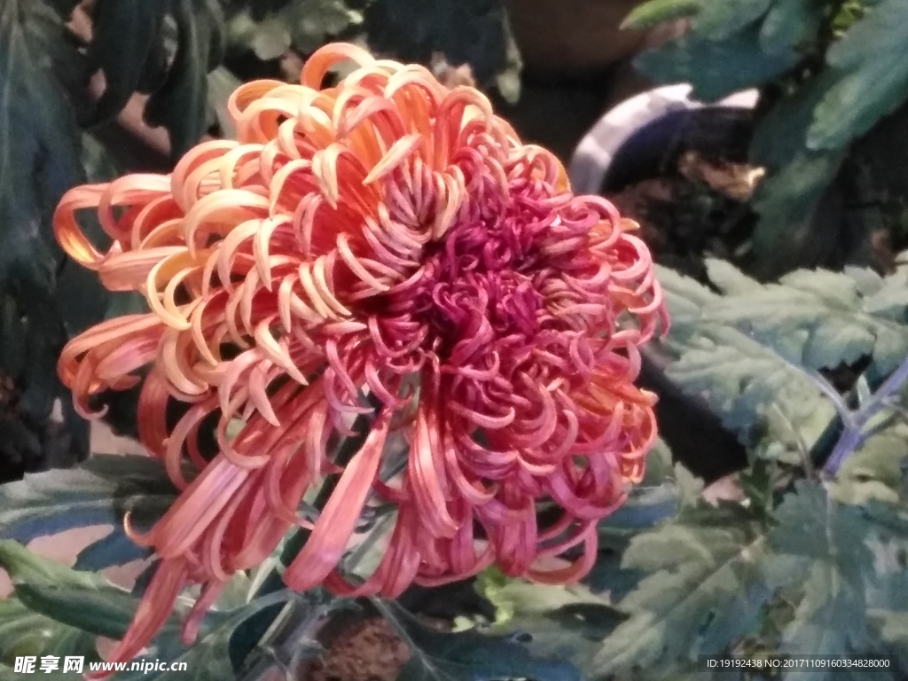 菊花