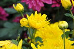 花卉 菊花
