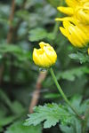花卉 菊花